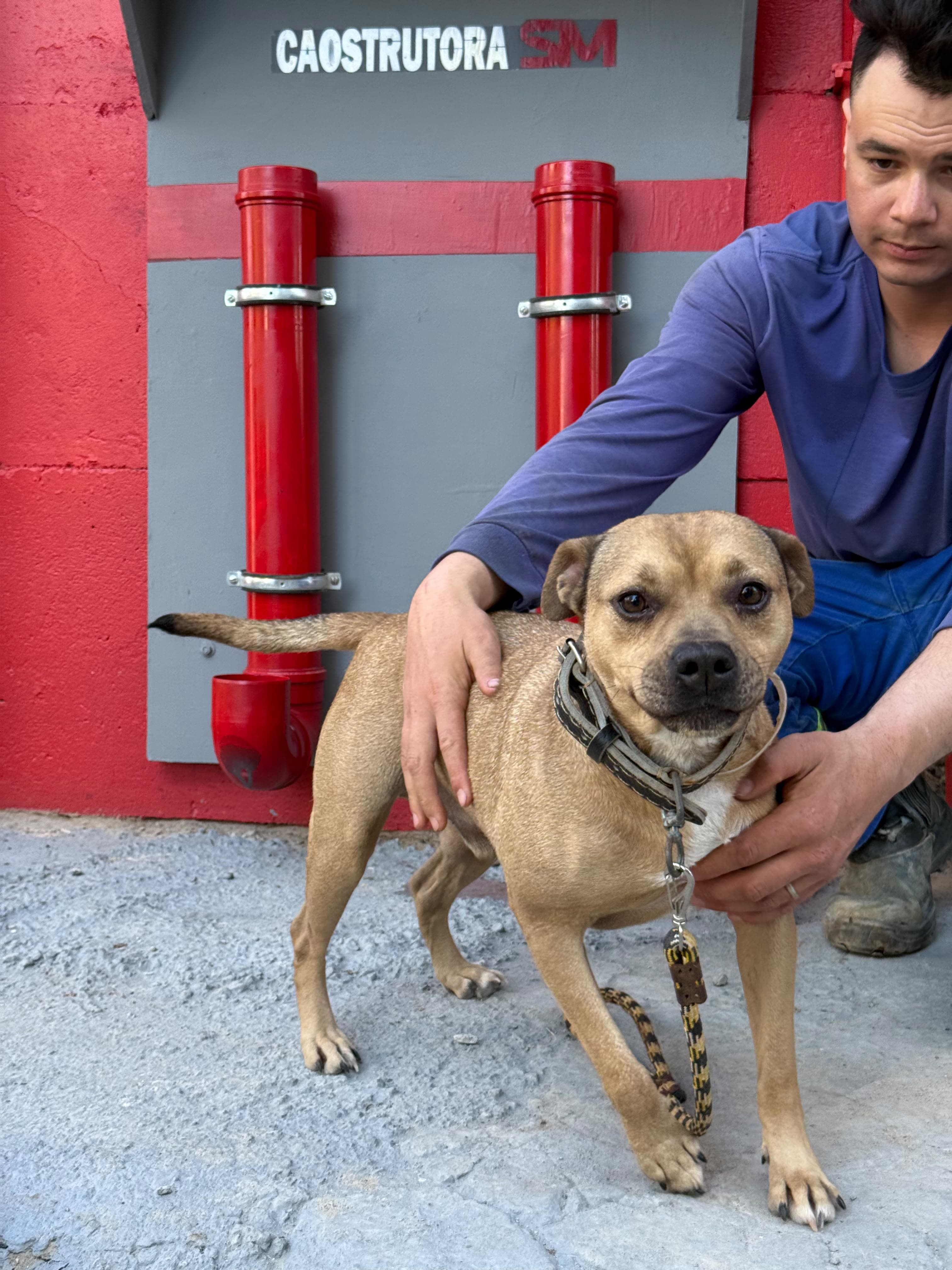 Cachorro com colaborador ao lado do comedouro da Cãostrutora, no tapume da obra