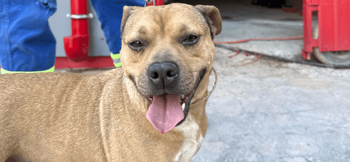 Cachorro no canteiro de obras da SM Santa Maria, cuidado pela iniciativa Cãostrutora